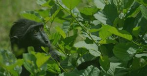 Gorilla trekking A once-in-a-lifetime experience in Uganda